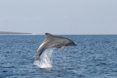 delfiin.jpg